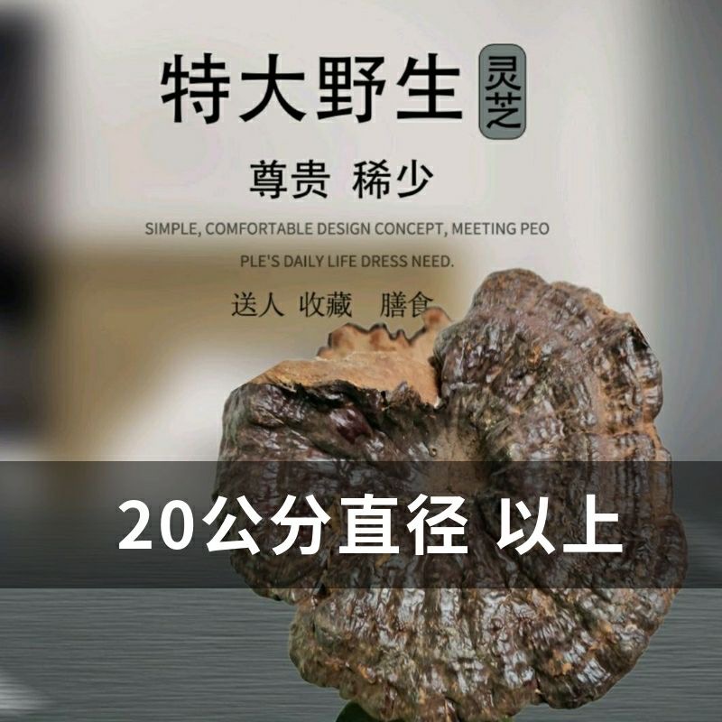 纯野生灵芝贵州正品干货林芝赤芝金边非孢子粉片礼盒装整枝500g克