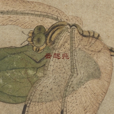 元王渊蜻蜓图F高清电子图片68M装饰宣传素材