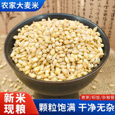 东北大麦米新货脱壳生麦粒麦仁品质粗粮去皮麦子五谷杂粮