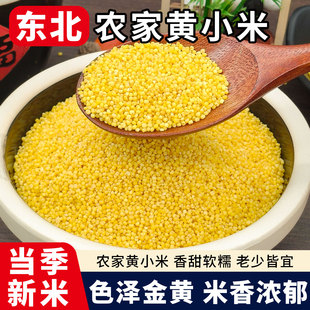 米香油厚黄小米新米农家自种食用粘糯米粗粮食五谷杂粮小米粥