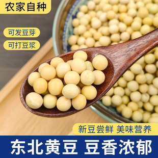 东北黄豆打豆浆专用大豆农家自种非转基因发豆芽豆粒新货5斤批发