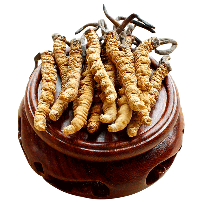 干货正宗那曲冬虫夏草正宗新鲜