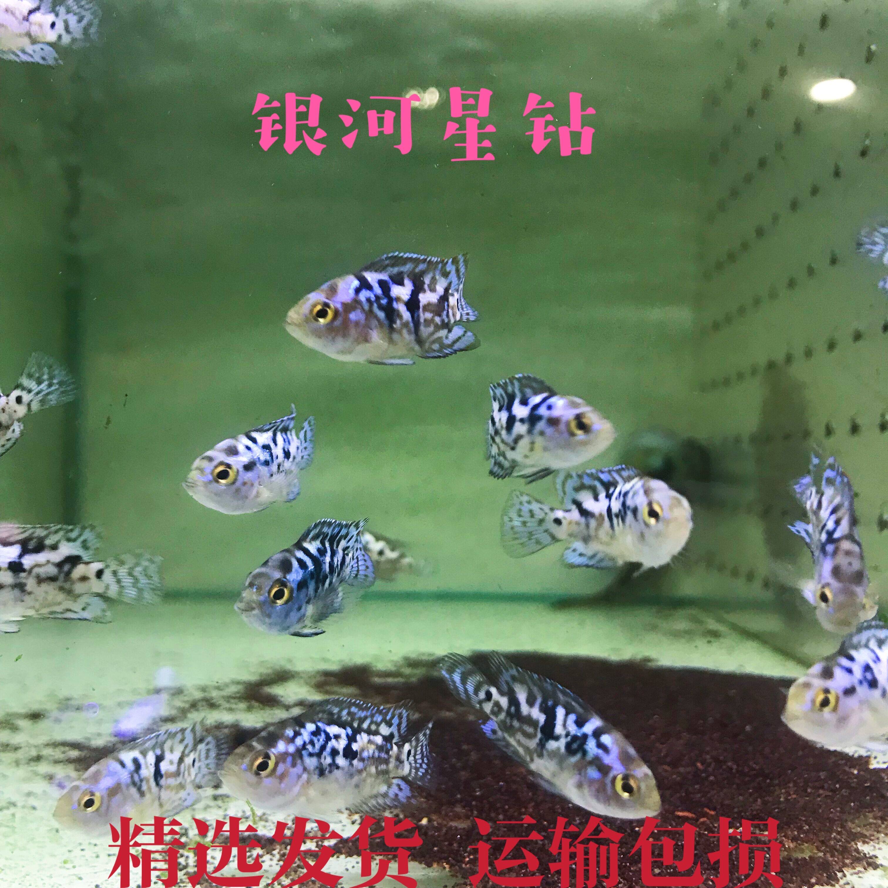 美洲慈鲷品牌精品汇聚 价格大全移动版 最宠网