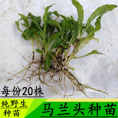 20株马兰头苗种子野菜