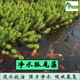 狐尾藻水草 狐尾草浮萍 水芙蓉 水葫芦 浮水植物 狐尾藻批发