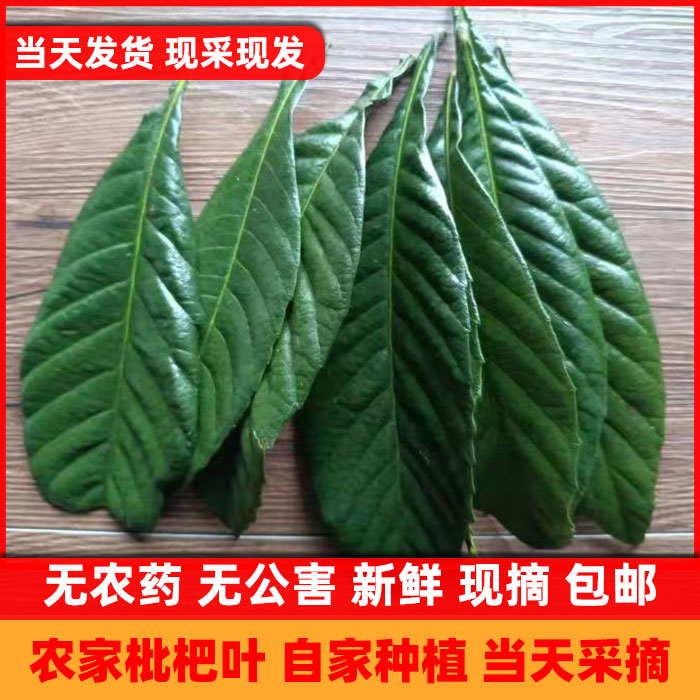 新鲜500g现摘食用枇杷叶