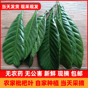 新鲜枇杷树叶500g现摘食用枇杷叶茶琵琶叶偏方枇杷膏原料包邮