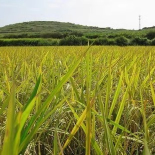 高安大米自家吃晚米 无水洗无抛光 带米浆 自种本地农家水稻谷米