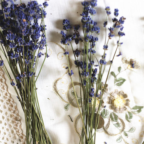 伊犁薰衣草干花束室内装饰轻奢绿色自然芬芳创意礼物50支体验装