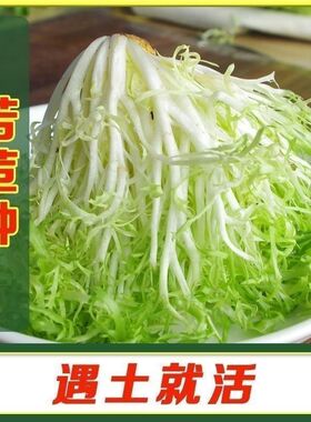 苦苣种子苦菊菜籽蔬菜沙拉牛奶菜盆栽蔬菜种子碎叶黄心细叶苦菊籽