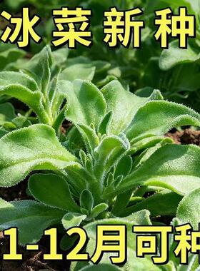 正品冰菜种子冰晶菜南方蔬菜四季长寿菜营养高钙冻不死沙拉菜苗