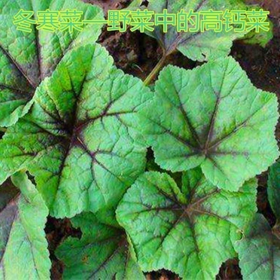 四季种植糯米冬寒菜种子耐寒耐热冬寒菜蔬菜种子苋菜阳台菜园盆栽