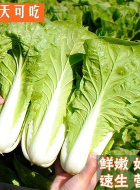 20天速生快菜四季奶油小白菜鲜嫩阳台小院高产耐热耐寒抗病蔬菜茽