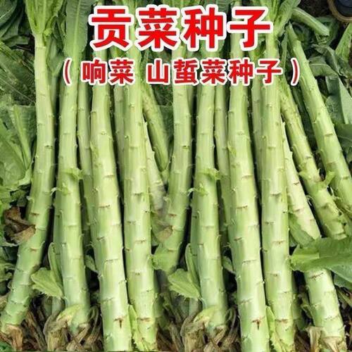 老品种响菜籽贡菜种子四季耐高温抗寒苔干菜种子地方蔬菜种子播