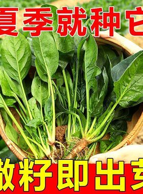 大圆叶菠菜种子高产量红根大叶耐高温菠菜阳台盆栽易种植蔬菜种子
