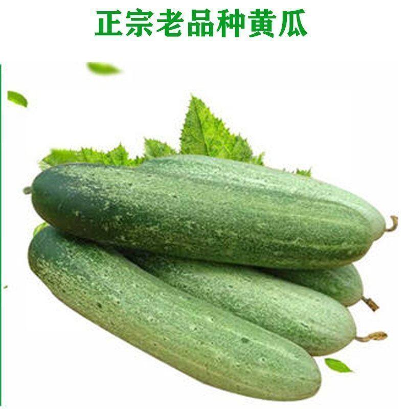 老品种农家本地土黄瓜种籽大青瓜旱黄瓜老式黄瓜大吊瓜种籽可留种,农用物资,蔬菜种子/种苗,淘宝优惠券,粉丝福利购,淘宝优惠卷