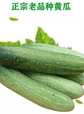 老品种农家本地土黄瓜种籽大青瓜旱黄瓜老式黄瓜大吊瓜种籽可留种