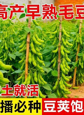 辽鲜1号特早王种子早熟翠绿荚结荚多高产抗病大青豆鲜食毛豆种籽