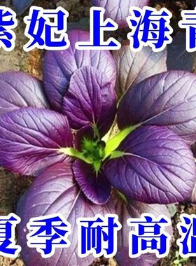 紫色上海青紫罗兰油菜紫油菜籽紫玉油菜农家四季庭院阳台蔬菜种子