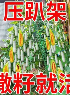 羊角蜜甜瓜种子奶香羊角蜜脆酥四季甜瓜薄皮超甜香瓜正品春季种籽