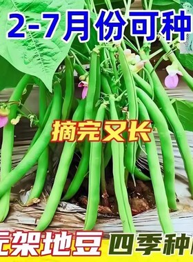 无架四季豆矮地豆种子早熟不爬藤短豆角菜豆角种籽阳台盆栽无筋豆