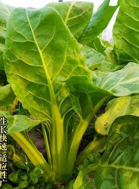 四川牛皮菜种子四季可种大叶厚皮根达菜高产庭院南方甜菜蔬菜种籽