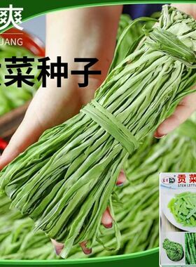 正宗贡菜种子爽脆耐寒耐热响菜山蛰菜四季播贡菜新鲜蔬菜四季种子