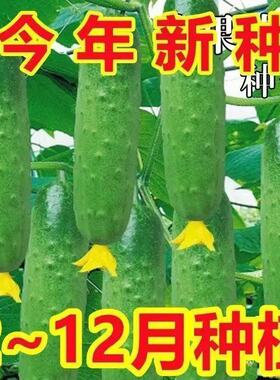 水果黄瓜种子高产南北方生吃旱黄瓜春秋季小菜园阳台四季蔬菜种籽