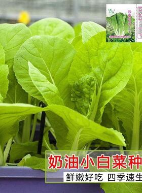 四季奶油小白菜耐热耐寒速生阳台小青菜庭院盆栽四季蔬菜快菜种籽