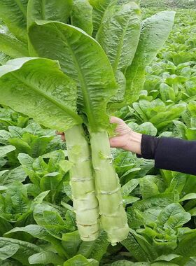 四季莴笋种子青皮绿肉香莴笋种子高产耐热耐寒春秋冬播种蔬菜种籽