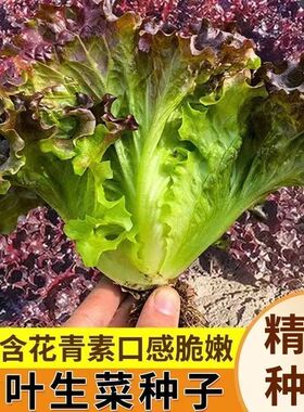 紫叶生菜籽奶油有机沙拉菜籽四季耐热耐寒紫色蔬菜种子蔬菜籽