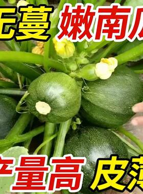 早熟无蔓小南瓜种籽短藤椭圆形小青瓜西葫芦春夏秋四季播蔬菜种孑