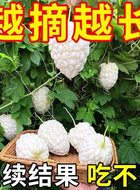 台湾苹果苦瓜种子种籽四季盆栽蔬菜水果型苹果丝瓜水果蔬菜种籽孑