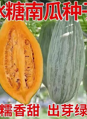 冰糖蛋黄香南瓜种子甜面丑瓜籽耐热正宗香面板栗南瓜春秋蔬菜种子