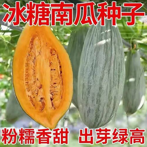 冰糖蛋黄香南瓜种子甜面丑瓜籽耐热正宗香面板栗南瓜春秋蔬菜种子