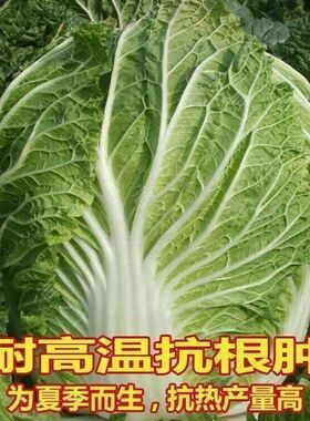 夏阳大白菜种子夏播抗热50天结球白菜种子春夏秋季耐热蔬菜种子