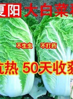 【耐热40度】夏播抗热白菜种子夏季大白菜夏阳白50天结球蔬菜种子