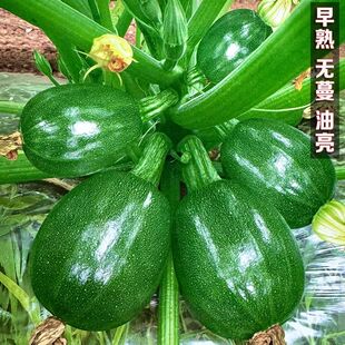 无蔓绿珠小青瓜种子早熟小南瓜种子短藤无蔓农户大田高产蔬菜种子