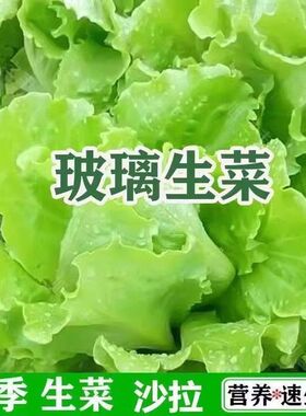 生吃即食意大利奶油生菜新鲜生菜沙拉蔬菜生菜火锅烤肉涮菜一整箱