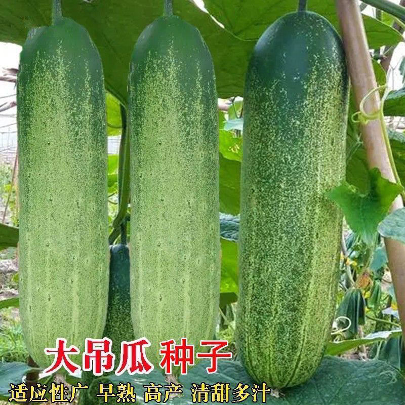 正宗花青大青吊瓜种子油绿大黄瓜种籽易种植高产农家春季蔬菜种子