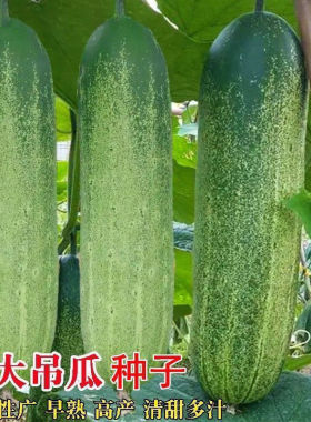 正宗花青大青吊瓜种子油绿大黄瓜种籽易种植高产农家春季蔬菜种子