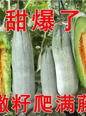 羊角蜜甜瓜种子奶香羊角蜜脆酥四季甜瓜薄皮超甜香瓜正品春季种籽