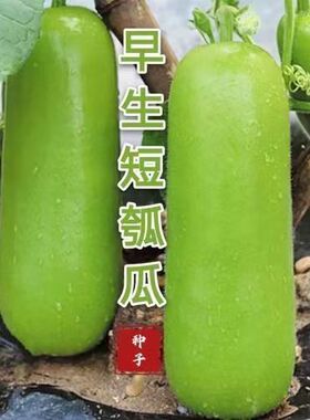 清香短蒲瓜短瓠瓜种子农家种籽甜瓠子瓜菜葫芦短棒阳台四季蔬菜种