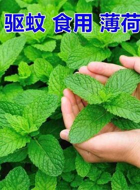 食用薄荷种子四季种植易活蔬菜种子香水柠檬薄荷