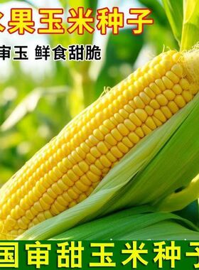 正宗水果玉米种子鲜食早熟超甜玉米种籽四季高产大田蔬菜孑春四季