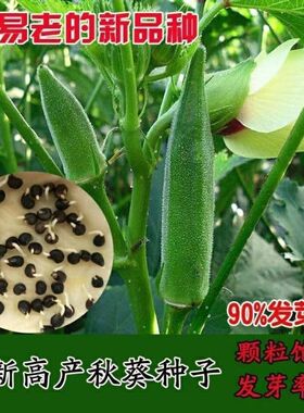【秋葵种子】四季播种高产黄秋葵种子农家阳台庭院绿秋葵蔬菜种籽
