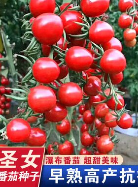 高产樱桃小番茄种子红圣女果西红柿种子四季阳台庭院蔬菜种子大全