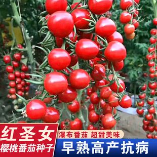 阳台庭院蔬菜种子大全 高产樱桃小番茄种子红圣女果西红柿种子四季