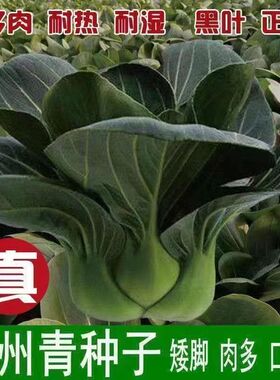 黑叶矮脚苏州青种子油菜种籽菜籽菜籽小青菜蔬菜孑上海青大全青梗