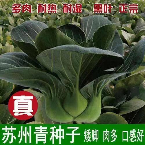 黑叶矮脚苏州青种子油菜种籽菜籽菜籽小青菜蔬菜孑上海青大全青梗